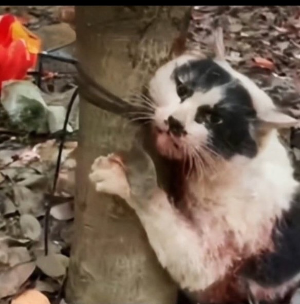 牛猫ちゃん Memorial